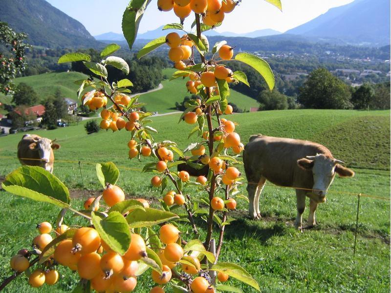 Landhaus Fellnerbauer Bad Reichenhall Esterno foto